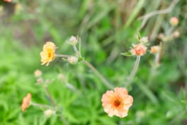 Orange flowers on a green grass background