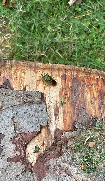 A small green bug on a log