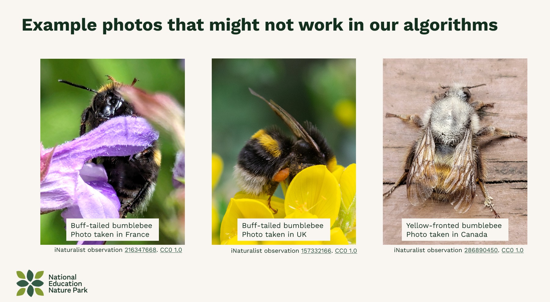 Three bumblebee photos. One taken in France. One with head hidden in a flower. One from Canada.