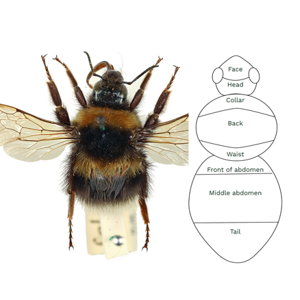 Bumblebee next to illustrations showing simplified parts of bumblebee