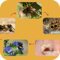 Bumblebee lifecycle
