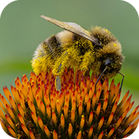 Bumblebee covered in pollen