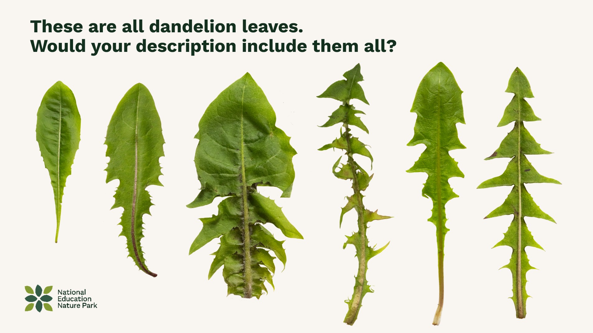 6 different dandelion leaves