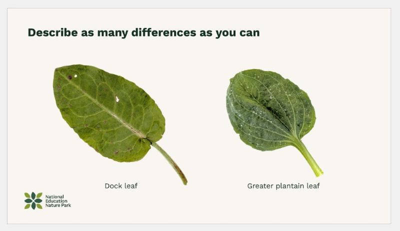 PowerPoint slide of dock and plantain leves.