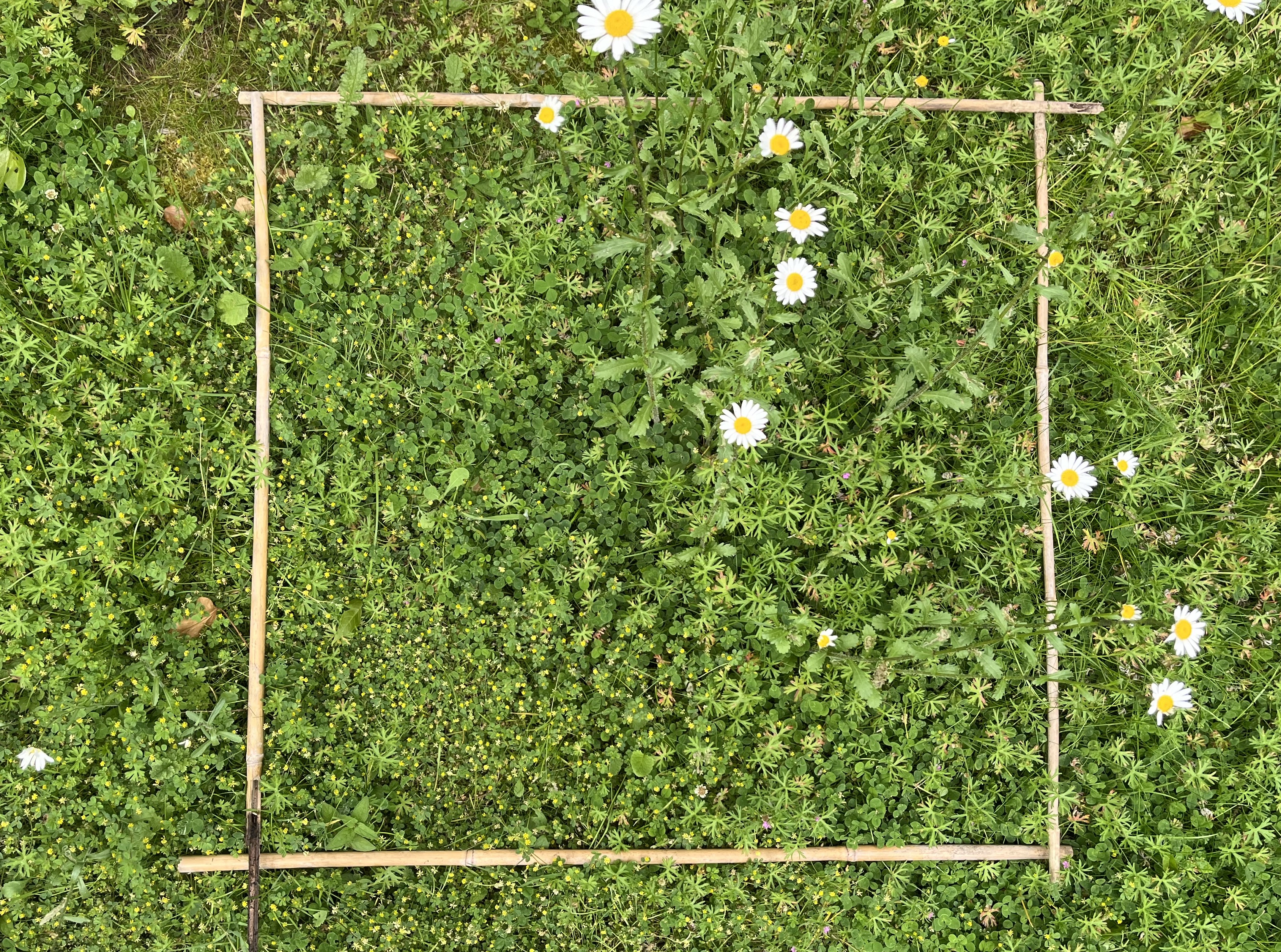 An image of a quadrat