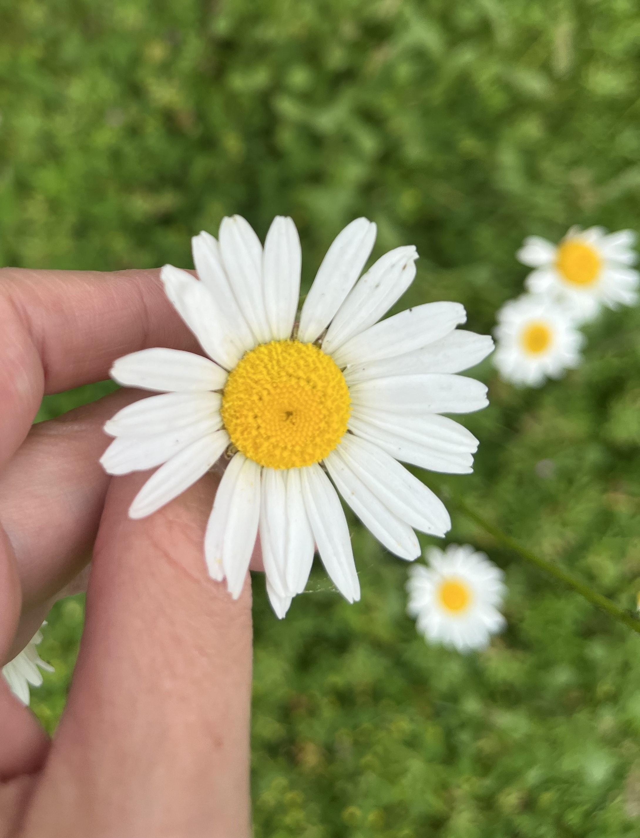 An image of a daisy
