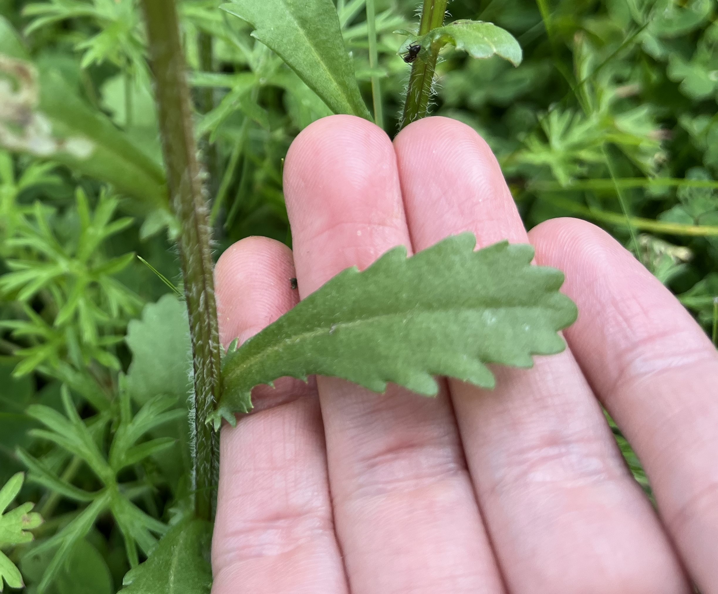 An image of a leaf