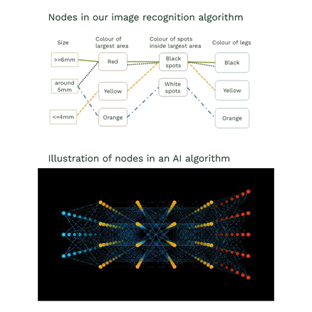 Visualisation of image recognition algorithm