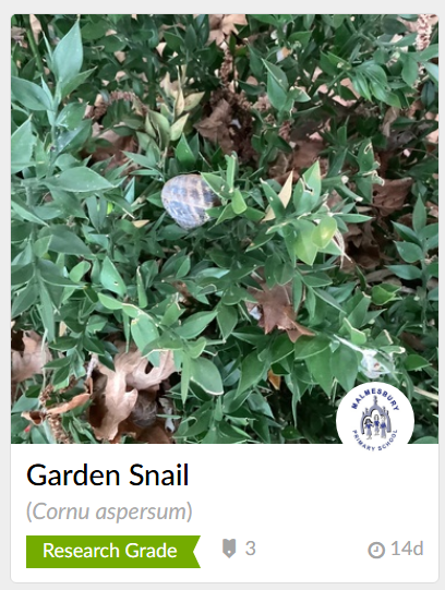 A garden snail perched on green leaves