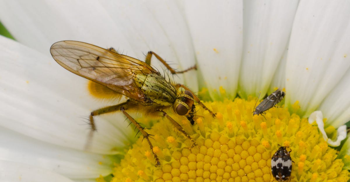 An image of 3 insects