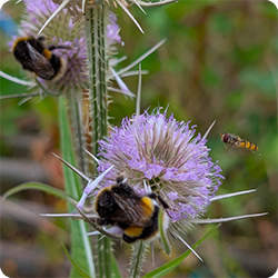 Pollinators on teasel