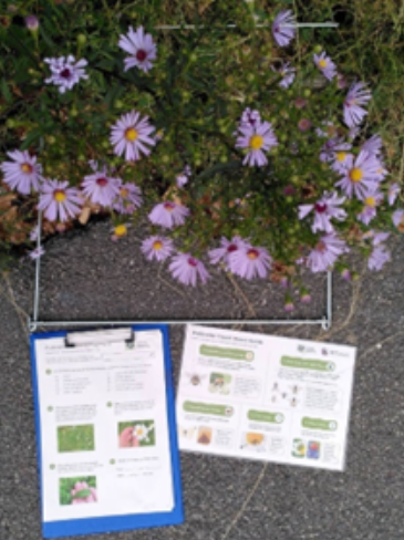 An image of a quadrat with survey sheets