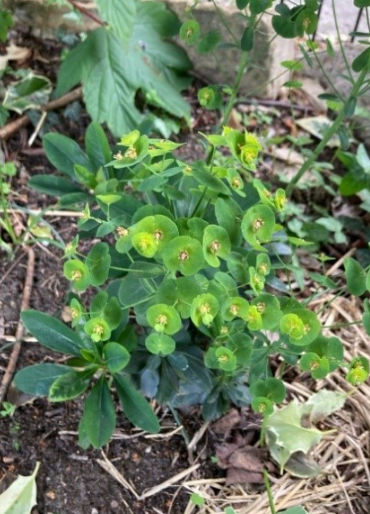 An image of a plant