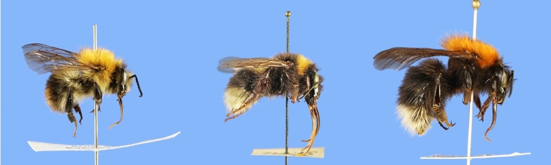 3 bumblebees showing differences in tongue length