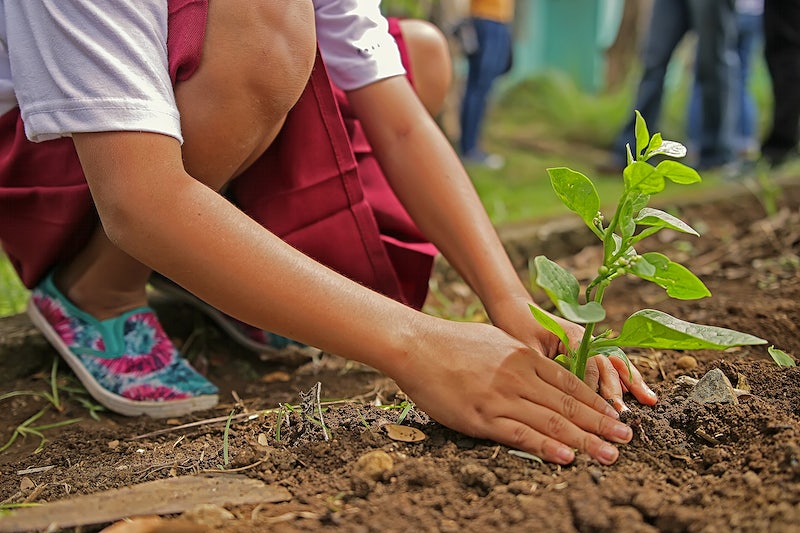 Child is planting a green sapling into brown earth