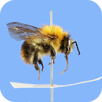 Bumblebee on a pin