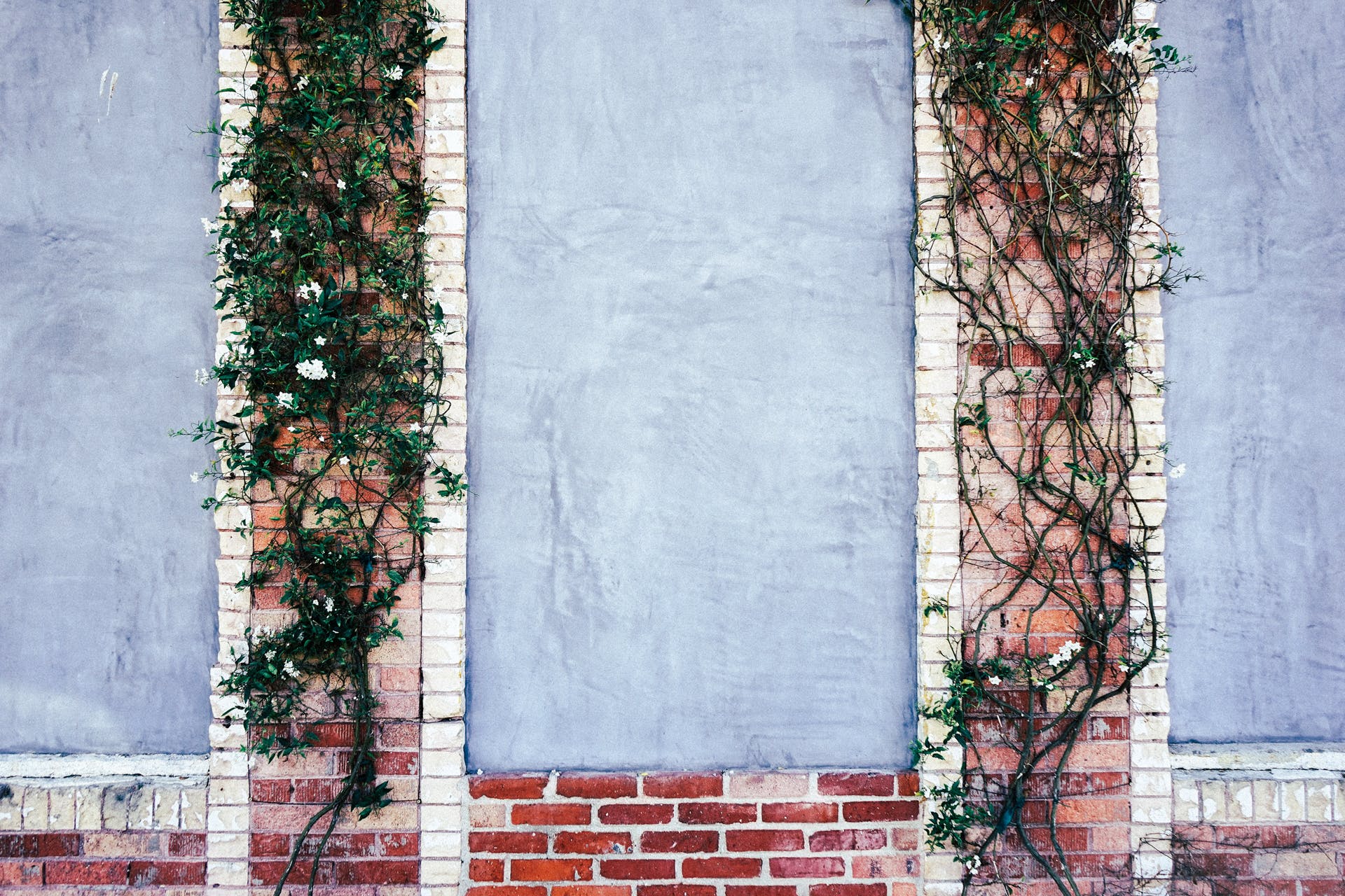 Two established climbing plants thriving on a brick and concrete wall 