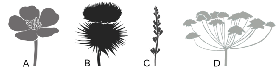 An image of different flower heads