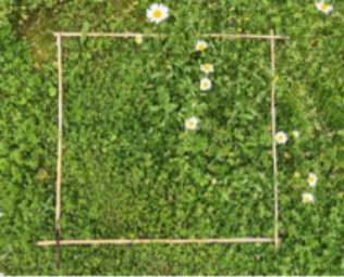 A square frame in the grass
AI-generated content may be incorrect.