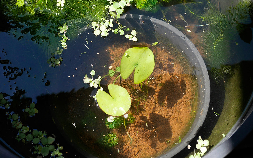 A small container pond with plants