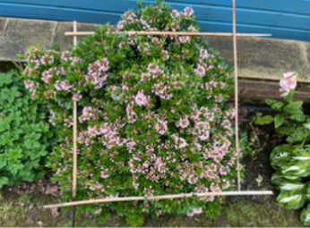 A plant with pink flowers
AI-generated content may be incorrect.