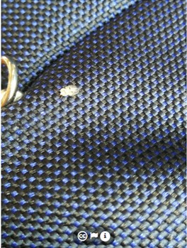 lace bug on green bag