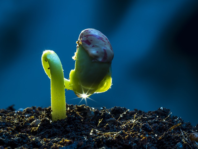 plant germinating