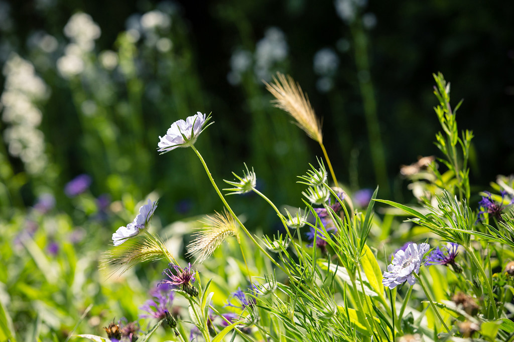 Wildflowers and grasses in midsummer sun 