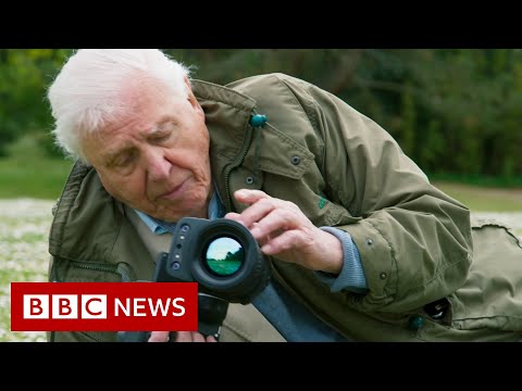 Preview image for the video "David Attenborough: ‘Act now on climate change or it will be too late’ - BBC News".