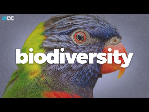 Preview image for the video "Biodiversity is collapsing worldwide. Here's why.".
