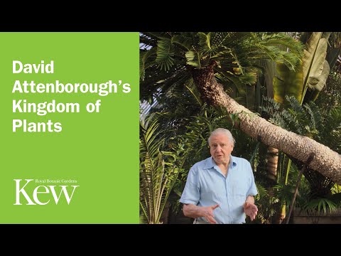 Preview image for the video "David Attenborough's Kingdom of Plants: Introduction".