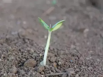 Seedling