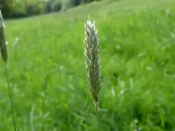 A close up of some grasses