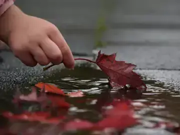 hand holding leaf