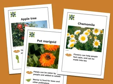 Preview of plant information cards