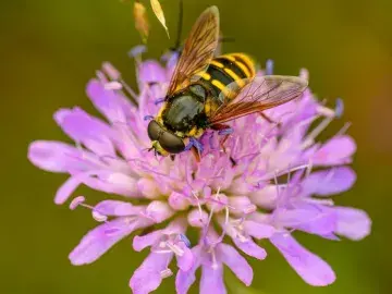 A photograph of a black and yellow hoverfly on a purple Scabious flower