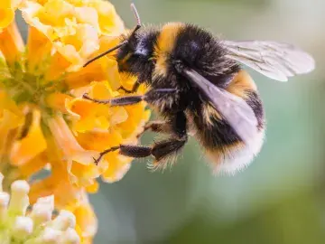 Photograph of a bumblebee on a yellow flower