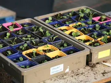 Seedlings in plastic trays