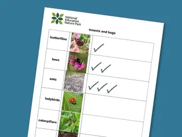 preview of a spotter worksheet for recording insects