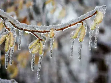icicles hanging from a frozen tree in winter