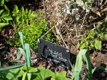 Label reading 'pea and mint soup' in a bed of vegetable plants