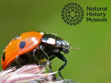 Ladybird below the Natural History Museum Logo.