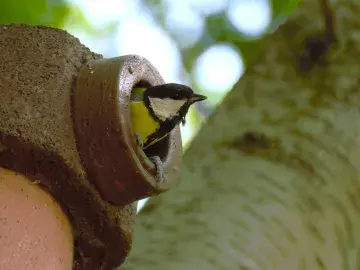 Great tit in a brick birdhouse with a tree in the background.