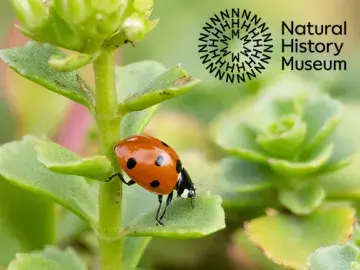 Ladybird on a plant with the Natural History Museum logo