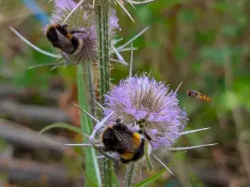 Bumblebees and hoverfly on teasel