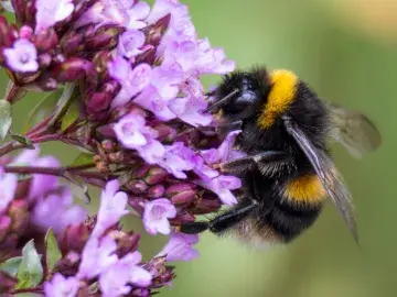 Bumblebee on small pink flowers
