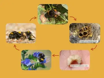 Bumblebee lifecycle
