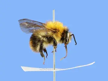 Bumblebee on a pin