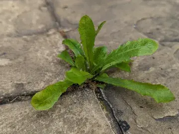 Dandelion growing in between paving