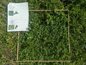 An image of a quadrat alongside the survey form